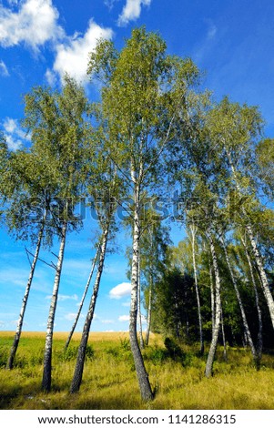 tall, subtle birch beneath a blue sky on the background of a wide infinite field