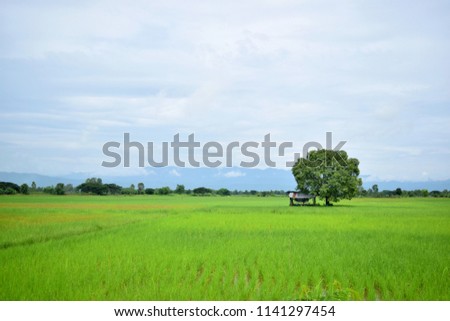 this pic show cottage with tree alone on the rice field and the mountain background, from rural area in Chiang Rai, Thailand.