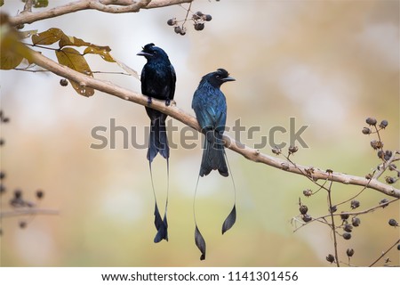 Pair of Greater Racket-tailed Drongo, side view show the crest of curled feather, on perch looking in different direction. Pair of Greater Racket-tailed Drongo 