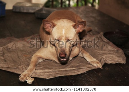 The Brown dog flop on old blanket.