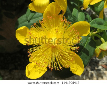 beautiful wild and rare yellow flower that has a nice color
