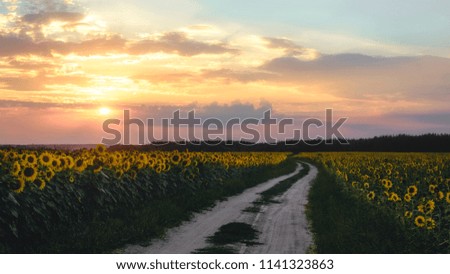 Field of blooming sunflowers, along which the road on a background sunset in Ukraine