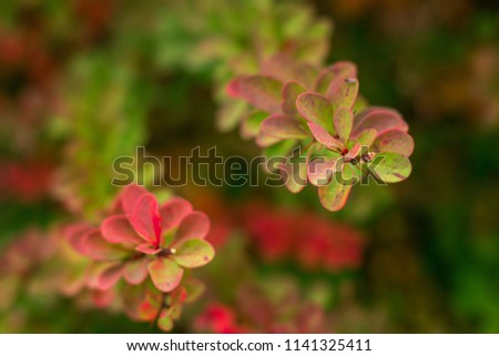 Beautiful leaves of the ornamental japanese barberry (Berberis thunbergii). Bright red and green barberry shallow leaves filled picture. Colorful Barberry bush in autumn. Multicolor autumn background.