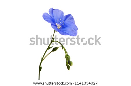 flax flower isolated on white background Royalty-Free Stock Photo #1141334027