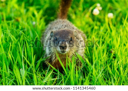 Groundhog on the meadow. The groundhog (Marmota monax), also known as a woodchuck, american rodent Royalty-Free Stock Photo #1141345460