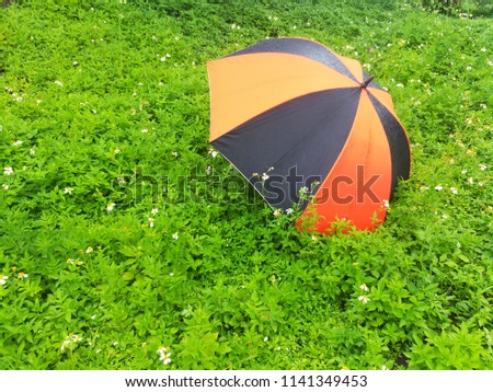 Orange and black umbrellas. There is a green field of flowers in the background.