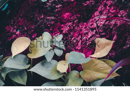 Green leaves with vintage tone in public natural park. Tropical dark green leaves for abstract texture background.