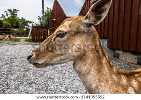 Baby deer close up: Young deer roaming around the yard 