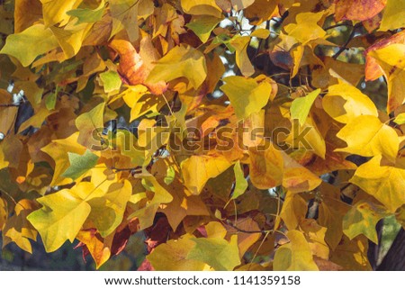 Beautiful colorful leaves of maple tree in forest. Lush, bright yellow, golden leaves filled full frame picture. Bright fall backdrop, background with many color leaves. 