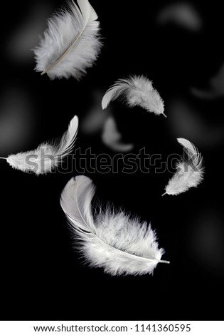 Abstract white feather falling in the air. isolated on black background