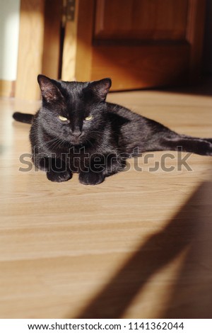 Amazing black lazy cat with yellow eyes lies in the sunlight