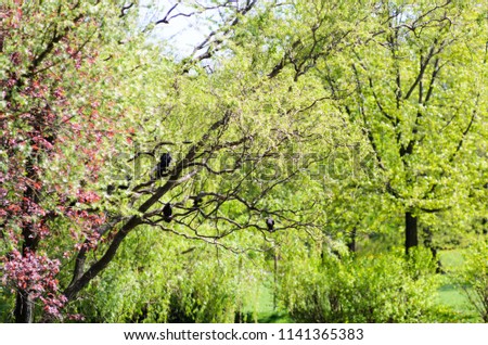 Green leaves hanging from a tree in the forest, large blur background. Black birds. The photo can be used as a background.