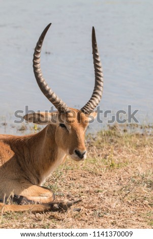 close-up portrait of an old sick impala buck resting at a waterhole a few hours before dying, Mahango Game Reserve, Namibia, Africa,  second picture of a sequence of three 