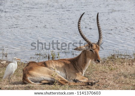 old sick impala buck with his white cattle egret resting at a waterhole a few hours before dying, Mahango Game Reserve, Namibia, Africa, first picture of a sequence of three 