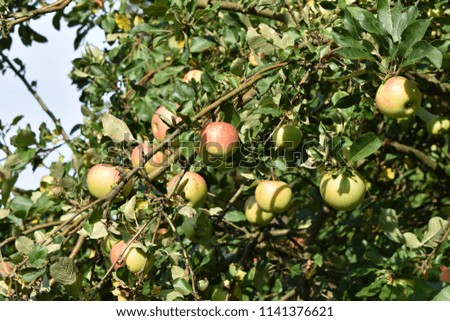 Apple tree with organic apples on it. Raw photos 