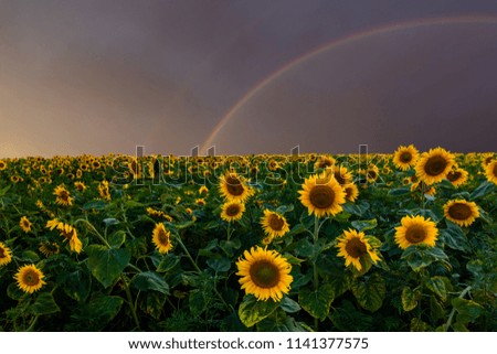 Beautiful sunflowers field with a rainbow at sunset.