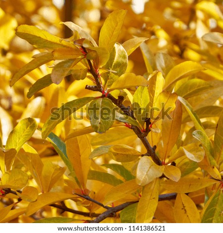 autumn yellow  foliage close up, natural pattern background