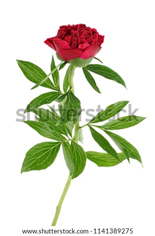 Red peony on a white background