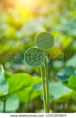 Close up Seeds of lotus flower (Nelumbo nucifera) with sunlight and space.