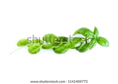 Close up studio shot of fresh green basil branch herb leaves isolated on white background. Sweet Genovese basil
