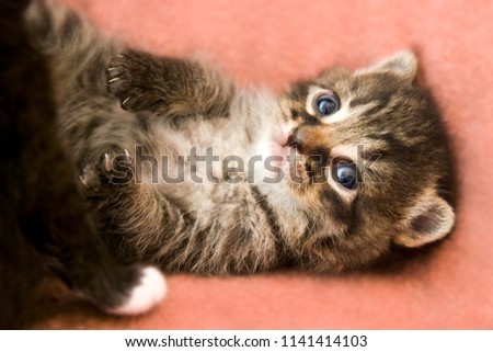 Cute Tiny Baby Kitten Tabby Cat Blue Eyes Looking on Pink Background