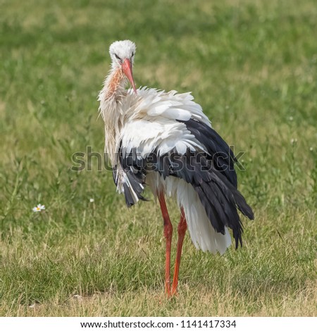 White stork, Ciconia ciconia standing on the grass, funny attitude

