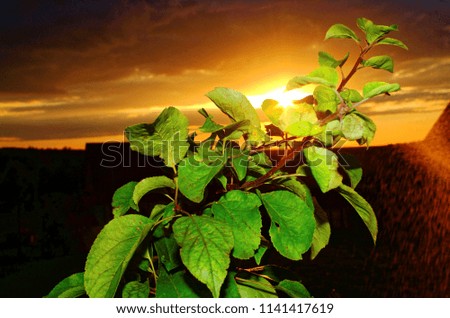 young Apple tree at sunset in summer, Russia
