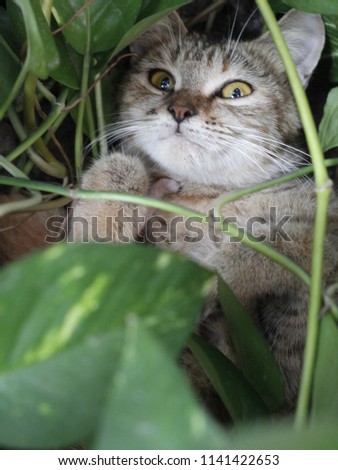 there is female cat lying in the grass with her baby on the side