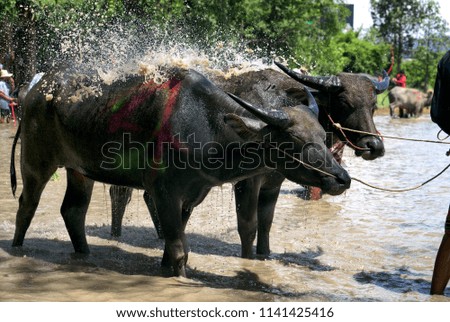 buffalo racing festival at Chonburi in Thailand.The sport event traditional activity held before rice planting season every year of Thailand
