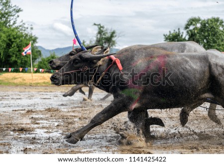 Movement of the buffalo is running in buffalo racing festival at Chonburi in Thailand.The sport event traditional activity held before rice planting season every year of Thailand