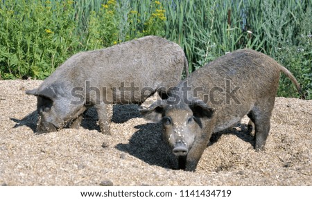 The unpretentious pigs of the Mangalica breed are kept on free running