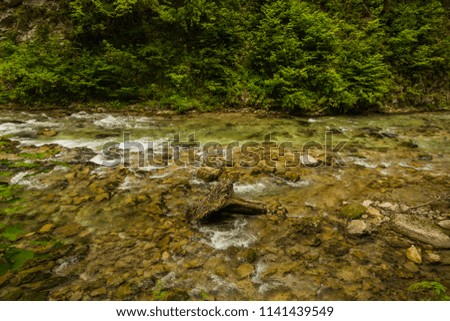 River in green forest in Canyon Vintgar, Triglav - Slovenia