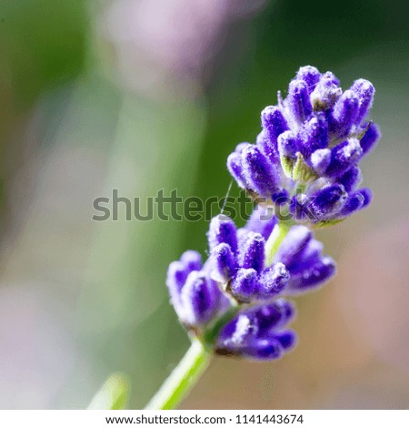 Beautiful flowers in nature Royalty-Free Stock Photo #1141443674