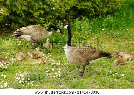 Canadian Geese enjoying its surrounding.