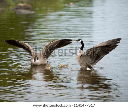 Canadian Goose with gosling babies swimming in their environment and habitat with spread wings.  Canada Geese Image. Picture. Portrait. Photo. 