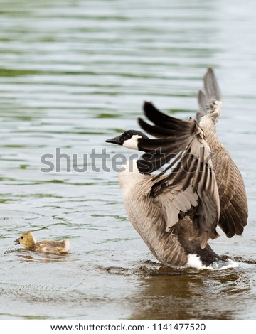 Canadian Geese enjoying its surrounding.