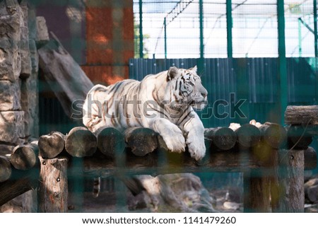 White Bengal tiger laying and resting in the zoo