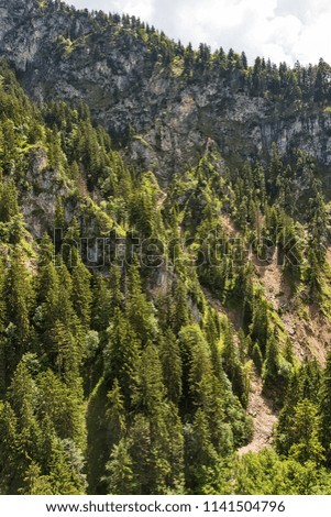 Aerial top view of summer green trees in forest 