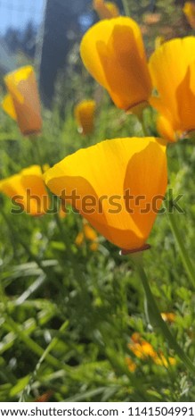 California Poppy Flower