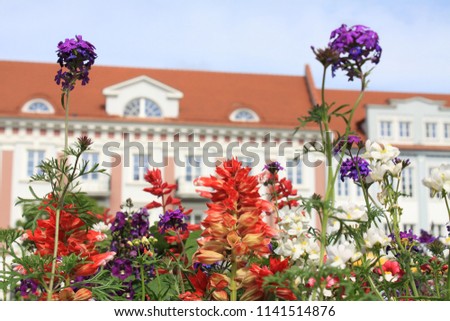Beautiful flowers on the Town Hall Square of Vilnius old town. Lithuania, Eastern Europe, Baltic states, tourism, landmark, historical architecture, tiled roofs.