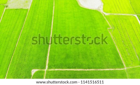 Aerial high angle view of the green rice field in rural Thailand.