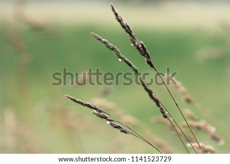 Grass stalks with raindrops on them