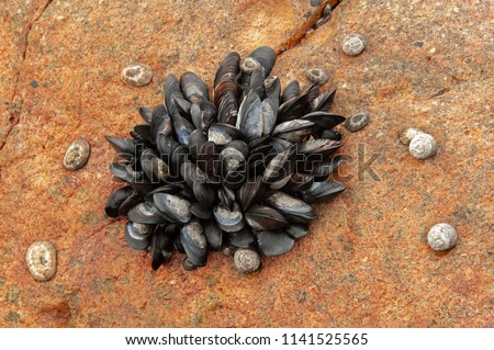 A bunch of common blue mussels and sea snails exposed during low tide, Clarence drive, Kogel bay, False bay, Western Cape, South Africa. Mytilus edulis. Royalty-Free Stock Photo #1141525565
