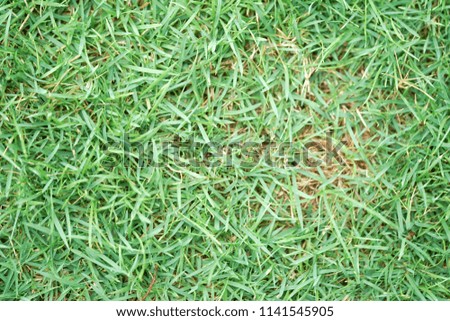 Green lawn for background. Green grass background texture