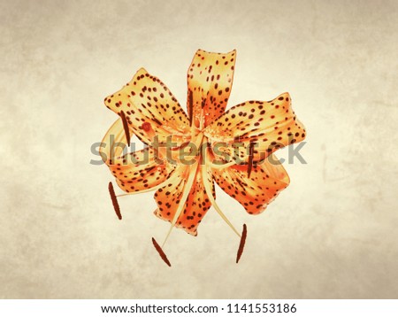 Tiger lily flower on old paper background