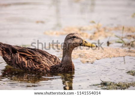 Female Mottled Duck Anas fulvigula fulvigula swims in a pond in Naples, Florida