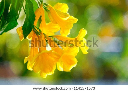 Selective soft focus close up Yellow flower with blurry colored leaf background.