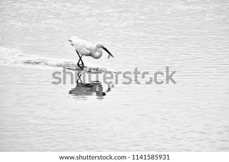 Black and white photography,Egret hunt fish for food on the seashore.