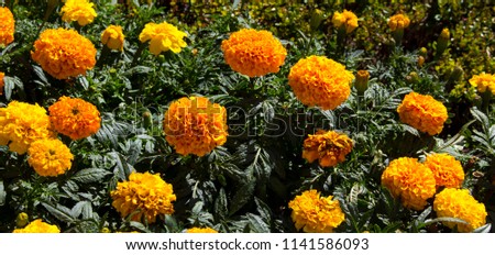Common double orange and yellow marigold, genus Tagetes, or  Calendula officinalis brighten up the autumn garden with  daisy-like flowers with ray and disc florets which are pest deterrents  as well. 