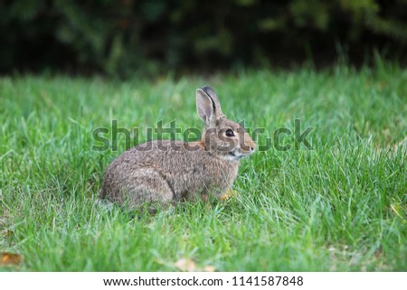 Gray hare (rabbit) with long ears is sitting on the green grass, isolated, green background.
